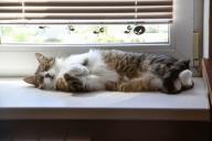 Gato en el alféizar de la ventana