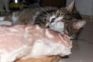 Katze und Fleisch