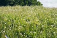 Dandelions