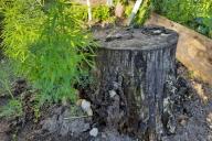 Stump