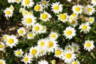 marguerites