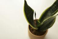 Sansevieria