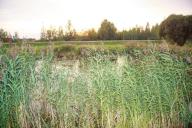 Plants, grass