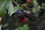 Blackberries, berries