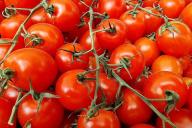 tomates