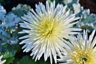 Asters