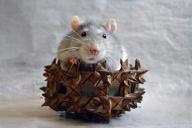 Ratte