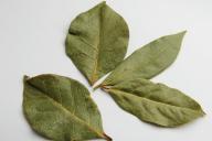 hoja de laurel