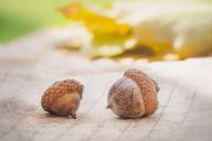 acorns