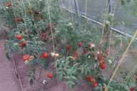 Tomates