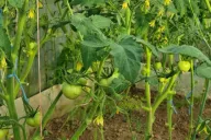 tomates