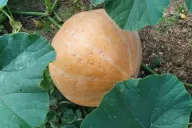 Calabaza