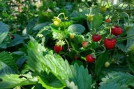 Erdbeeren