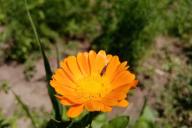 calendula