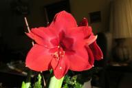 Gippeastrum