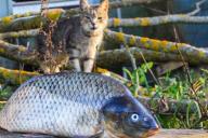 Fisch und Katze