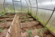 Beds in a greenhouse