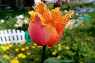 Tulip