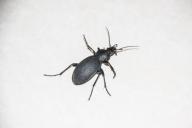 ground beetle