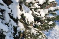 árbol de navidad nieve