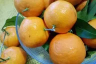 Mandarines