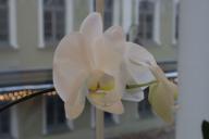 Orquídea