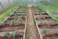 Beds in a greenhouse