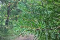 conifers