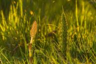 horsetail