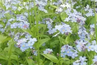 Forget-me-nots