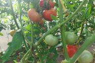 tomatoes