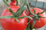 Tomates