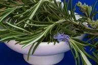 Rosemary