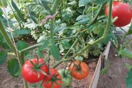 tomates