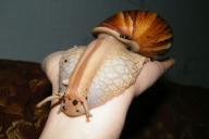 Schnecke