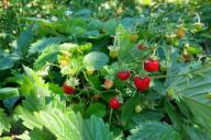 Erdbeeren