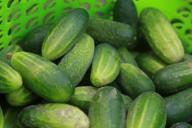 cucumbers