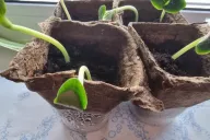 Seedling