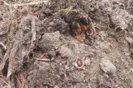 Earthworms