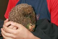 Igel