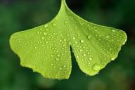 gingko