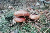 Champignons