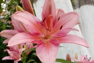 Lilies