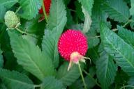 Tibetan raspberry