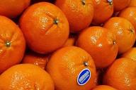 Tangerines