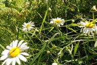 marguerites