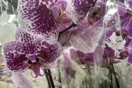 Orchids