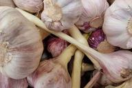 Knoblauch