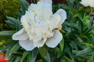 Peony