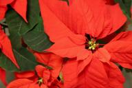 Poinsettia